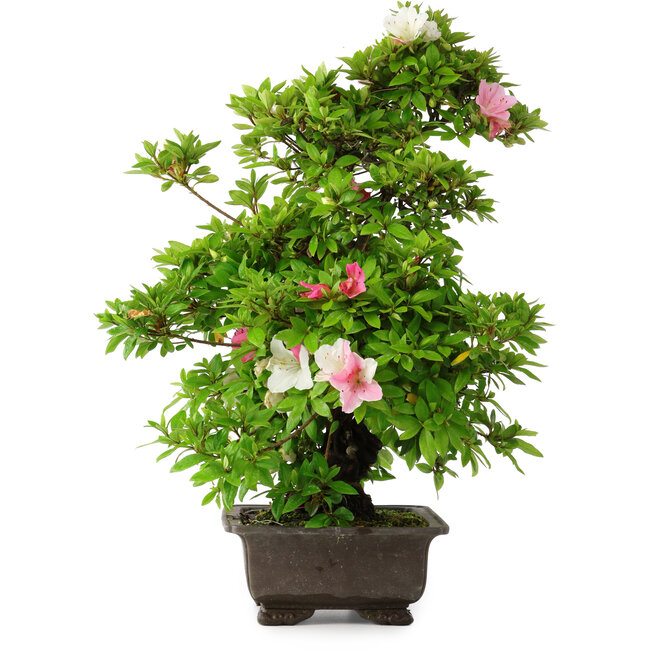 Rhododendron indicum Chito-Sehishiki, 58 cm, ± 20 Jahre alt