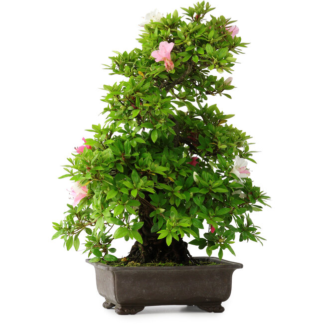 Rhododendron indicum Chito-Sehishiki, 58 cm, ± 20 years old