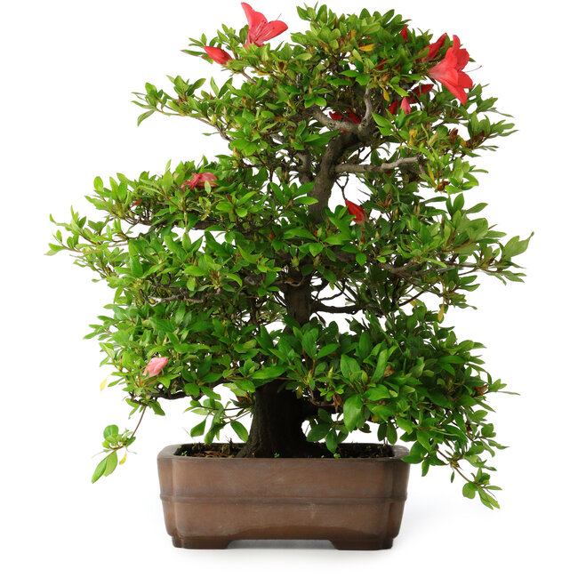 Rhododendron indicum Koyo, 57 cm, ± 30 jaar oud