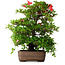 Rhododendron indicum Koyo, 57 cm, ± 30 jaar oud