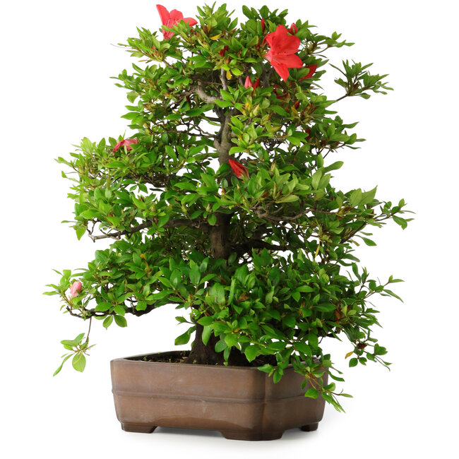 Rhododendron indicum Koyo, 57 cm, ± 30 anni