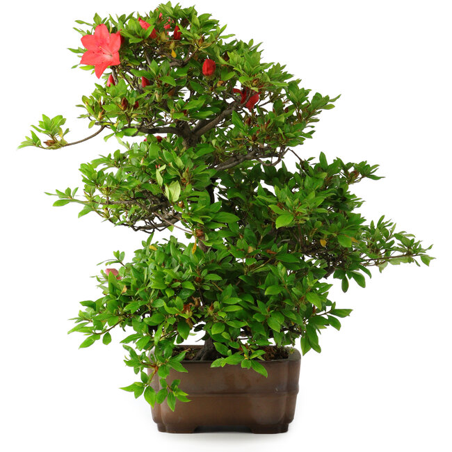 Rhododendron indicum Koyo, 57 cm, ± 30 Jahre alt