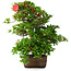 Rhododendron indicum Koyo, 57 cm, ± 30 jaar oud