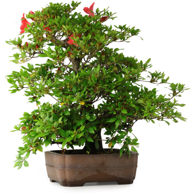 Rhododendron indicum Koyo, 57 cm, ± 30 years old