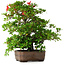 Rhododendron indicum Koyo, 57 cm, ± 30 jaar oud