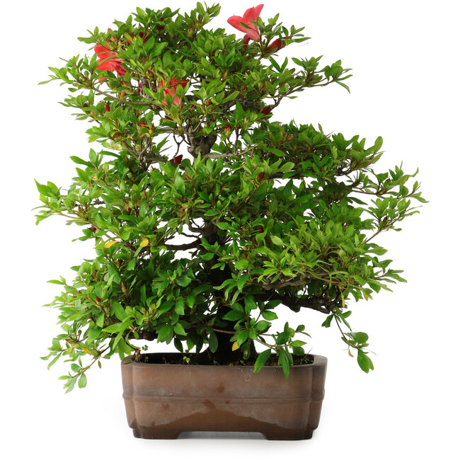 Rhododendron indicum Koyo, 57 cm, ± 30 anni