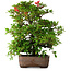 Rhododendron indicum Koyo, 57 cm, ± 30 jaar oud