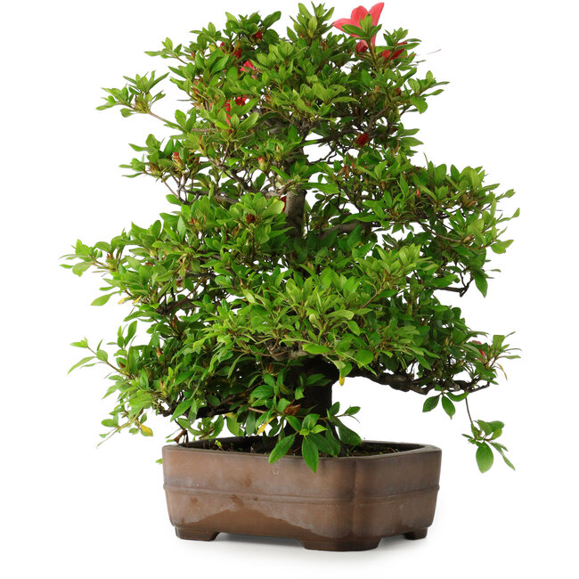 Rhododendron indicum Koyo, 57 cm, ± 30 jaar oud