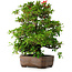 Rhododendron indicum Koyo, 57 cm, ± 30 jaar oud