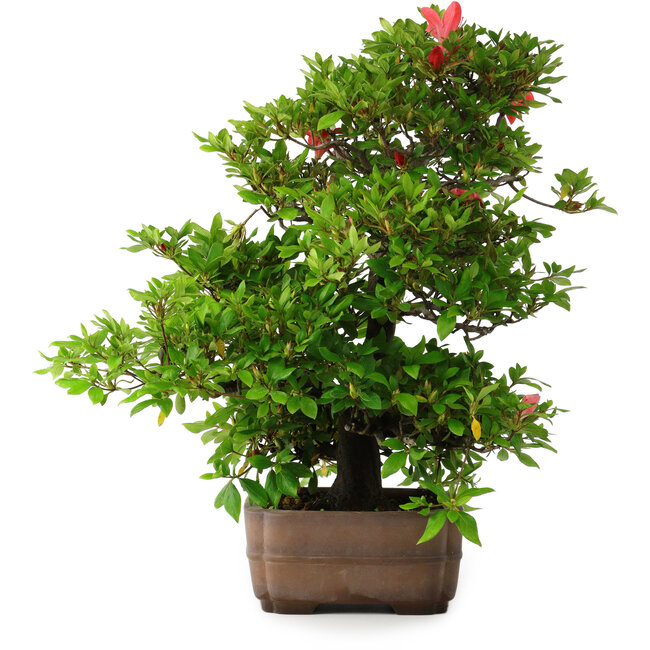 Rhododendron indicum Koyo, 57 cm, ± 30 anni