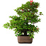 Rhododendron indicum Koyo, 57 cm, ± 30 jaar oud