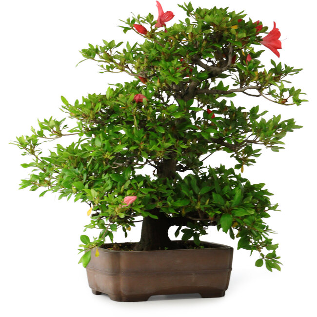 Rhododendron indicum Koyo, 57 cm, ± 30 anni