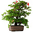 Rhododendron indicum Koyo, 57 cm, ± 30 jaar oud