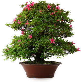 Rhododendron indicum Korin, 57 cm, ± 30 jaar oud