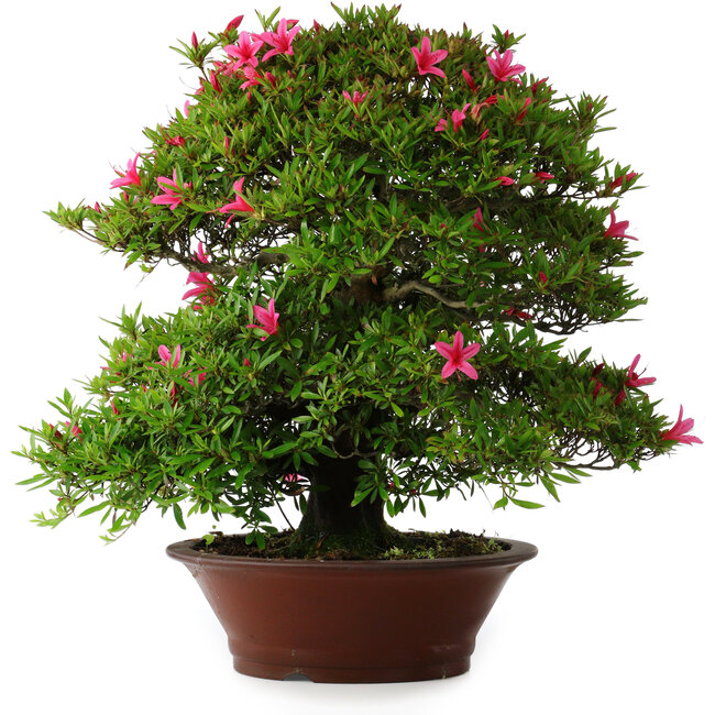Rhododendron indicum Korin, 57 cm, ± 30 jaar oud, met een barst in de pot
