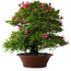 Rhododendron indicum Korin, 57 cm, ± 30 jaar oud, met een barst in de pot