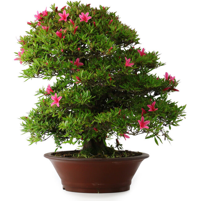 Rhododendron indicum Korin, 57 cm, ± 30 years old, with a crack in the  pot