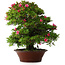 Rhododendron indicum Korin, 57 cm, ± 30 jaar oud, met een barst in de pot