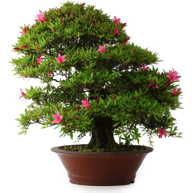 Rhododendron indicum Korin, 57 cm, ± 30 años, con una grieta en la maceta