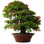 Rhododendron indicum Korin, 57 cm, ± 30 jaar oud, met een barst in de pot