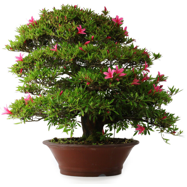 Rhododendron indicum Korin, 57 cm, ± 30 anni, con una crepa nel vaso