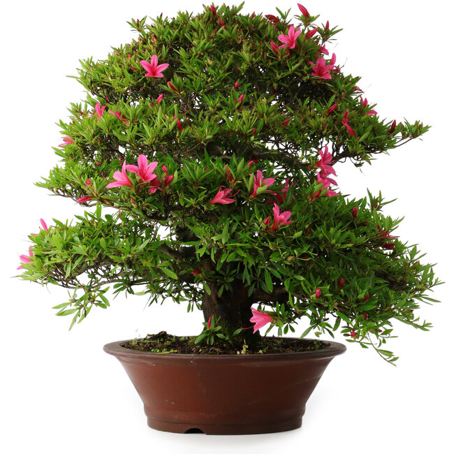 Rhododendron indicum Korin, 57 cm, ± 30 years old, with a crack in the  pot