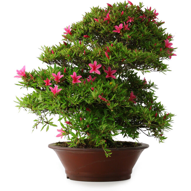 Rhododendron indicum Korin, 57 cm, ± 30 ans, avec une fissure dans le pot