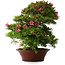 Rhododendron indicum Korin, 57 cm, ± 30 jaar oud, met een barst in de pot