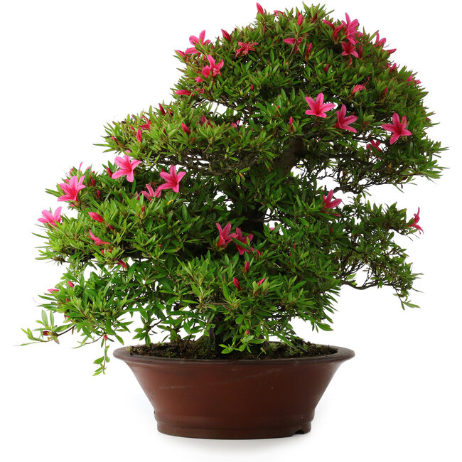 Rhododendron indicum Korin, 57 cm, ± 30 anni, con una crepa nel vaso