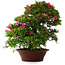 Rhododendron indicum Korin, 57 cm, ± 30 jaar oud, met een barst in de pot