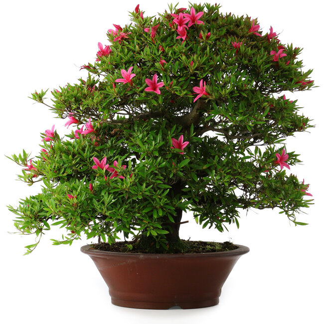 Rhododendron indicum Korin, 57 cm, ± 30 anni, con una crepa nel vaso