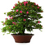 Rhododendron indicum Korin, 57 cm, ± 30 jaar oud, met een barst in de pot