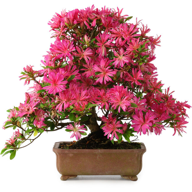 Rhododendron indicum Hanabin, 41,5 cm, ± 25 jaar oud