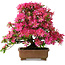 Rhododendron indicum Hanabin, 41,5 cm, ± 25 jaar oud