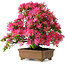 Rhododendron indicum Hanabin, 41,5 cm, ± 25 jaar oud