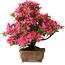 Rhododendron indicum Hanabin, 41,5 cm, ± 25 jaar oud