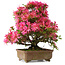 Rhododendron indicum Hanabin, 41,5 cm, ± 25 jaar oud