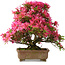 Rhododendron indicum Hanabin, 41,5 cm, ± 25 jaar oud