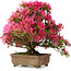 Rhododendron indicum Hanabin, 41,5 cm, ± 25 jaar oud