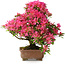 Rhododendron indicum Hanabin, 41,5 cm, ± 25 jaar oud