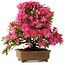 Rhododendron indicum Hanabin, 41,5 cm, ± 25 jaar oud