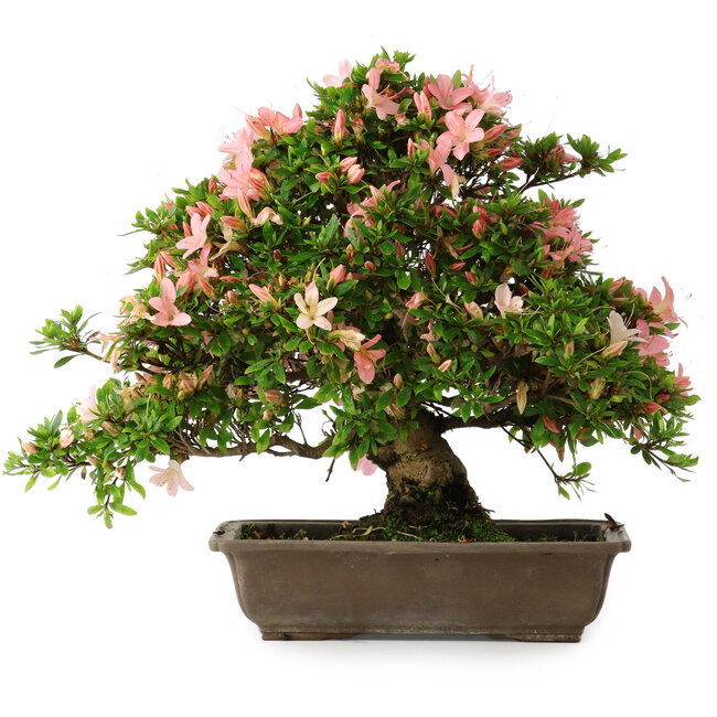 Rhododendron indicum, 32 cm, ± 25 jaar oud