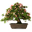 Rhododendron indicum, 32 cm, ± 25 jaar oud