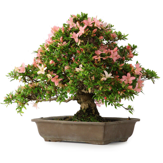 Rhododendron indicum, 32 cm, ± 25 jaar oud