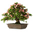 Rhododendron indicum, 32 cm, ± 25 jaar oud