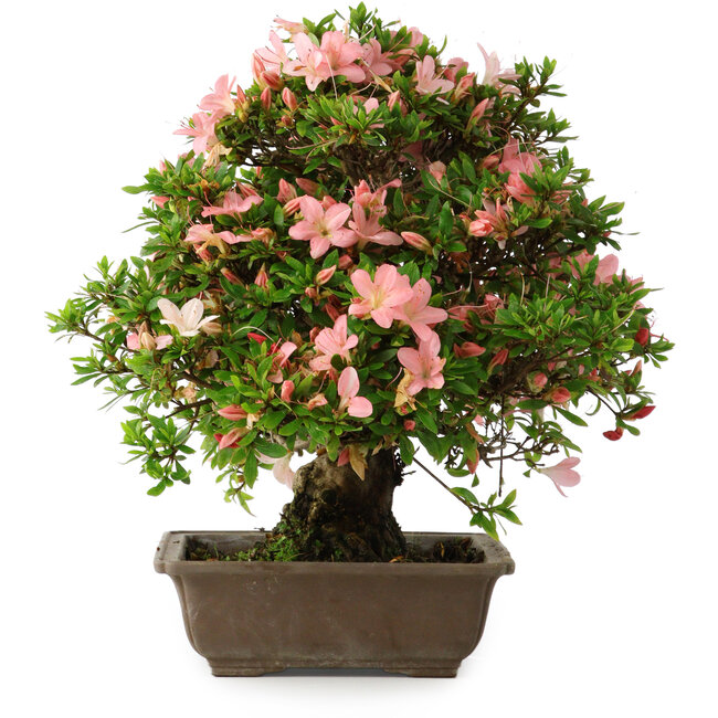 Rhododendron indicum, 32 cm, ± 25 jaar oud