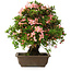 Rhododendron indicum, 32 cm, ± 25 jaar oud