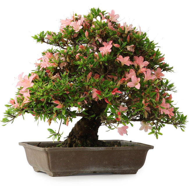 Rhododendron indicum, 32 cm, ± 25 jaar oud