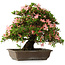 Rhododendron indicum, 32 cm, ± 25 jaar oud