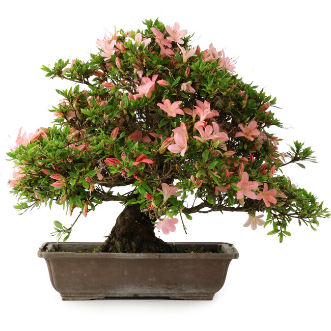 Rhododendron indicum, 32 cm, ± 25 jaar oud